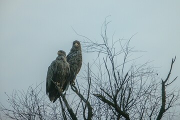 Majestic eagles stand atop a bare tree, their sharp eyes scanning the horizon. The soft light of dawn casts a serene glow, highlighting their powerful presence in the calm morning air