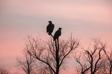 Two majestic vultures stand vigil on barren tree branches against a backdrop of a colorful twilight sky, embodying the spirit of nature's tranquility