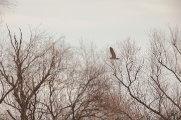 A magnificent bird glides through the soft winter light, its wings spread wide as it navigates between the skeletal branches of trees. The serene atmosphere evokes a sense of peace