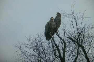 Two magnificent eagles rest on skeletal branches, silhouetted against a misty backdrop. Their powerful presence captures the serenity of a quiet winter twilight in nature