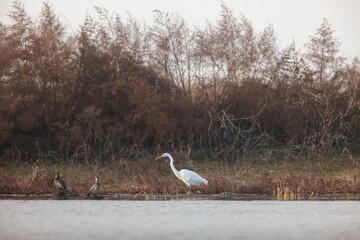 A heron stands elegantly in still waters at dawn, searching for food while soft sunlight illuminates the landscape