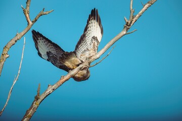 A stunning raptor prepares for flight, perched on a slender branch, its wings elegantly outstretched. The vivid blue backdrop highlights its beauty and determination in the afternoon light