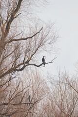 A cormorant sits observing its surroundings from a bare tree branch, while soft winter light casts a peaceful aura over the lake's edge, surrounded by leafless trees