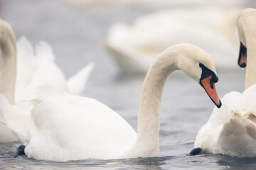 A serene group of elegant swans floats gracefully on calm waters as the dawn light gently illuminates their white plumage, creating a tranquil and picturesque atmosphere © Damian
