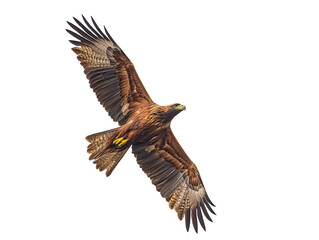 Obraz premium Isolated Golden Eagle Flying