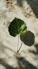 Large green monstera leaf standing against a textured wall with soft shadows in the background