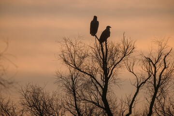 Two striking birds stand on skeletal branches as dusk envelops the horizon, their silhouettes contrasting with the soft, fading light of the evening sky