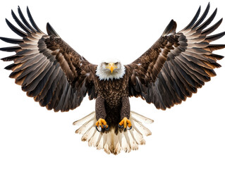 Isolated Bald Eagle with Open Wings Front View