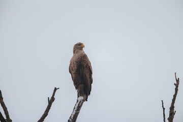 An impressive eagle stands proudly on a dead tree branch, gazing into the distance against a backdrop of a muted gray sky, emanating strength and tranquility at dawn