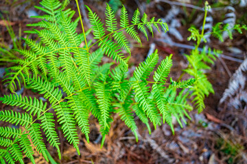 山頂の植物(タイ)