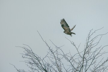 A hawk takes flight against a pale sky, wings spread wide and poised for adventure. The bare branches below starkly contrast with the bird's powerful presence, embodying winter's chill