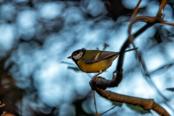 Great Tit (Parus major), Common in Europe and Asia, Photographed in Father Collins Park, Dublin