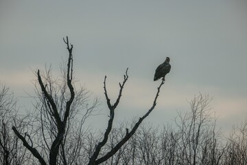 A large bird stands gracefully atop a weathered tree branch, silhouetted against the tranquil evening sky. Twilit hues cast a soft glow over the natural setting, enhancing its beauty