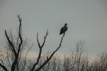 A solitary bird stands proudly on a bare tree branch, silhouetted against a soft, muted sky as twilight casts a calm ambiance over the landscape. Nature's serene beauty is captured in this moment