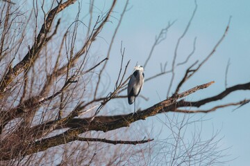 A graceful heron stands tall on a stark branch of a leafless tree, silhouetted against the serene blue sky, embodying the tranquility of nature in a quiet afternoon
