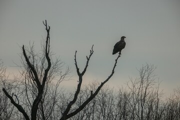 A solitary bird sits gracefully on a bare branch of a weathered tree, silhouetted against the soft, muted tones of the twilight sky, creating a serene atmosphere of nature's tranquility
