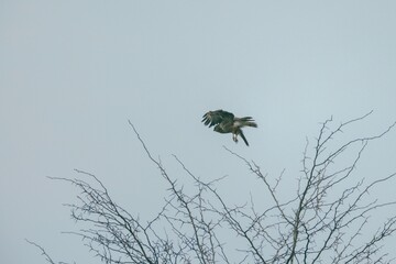 A bird of prey gracefully descends from a bare tree branch in search of its next meal. The serene...
