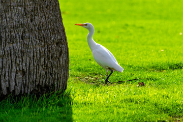 A white bird is standing on a green grassy field next to a tree