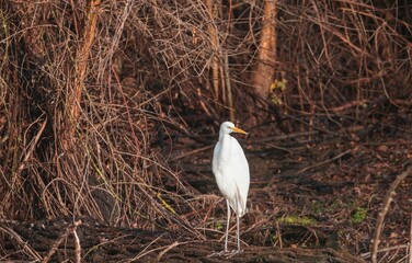 A striking white egret stands poised among the intricate web of dried vines and roots, basking in the warm glow of golden hour. The serene wetland setting enhances its beauty