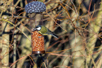 Great Tit (Parus major), Common in Europe and Asia, Photographed in Father Collins Park, Dublin