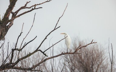 A striking white heron stands gracefully on a slender branch, surrounded by a misty atmosphere. The soft light of dawn enhances the serene beauty of the scene