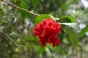 Soft focus view of a double layered red Chinese hibiscus blooming