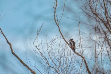 A striking woodpecker rests on a slender branch of a leafless tree, surrounded by a tranquil blue sky that enhances the peaceful atmosphere of a winter afternoon