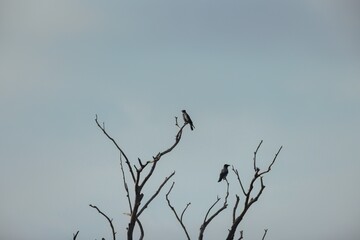 Two graceful birds rest on the dried branches of a leafless tree, silhouetted against a gentle blue sky. The afternoon light casts a peaceful ambiance