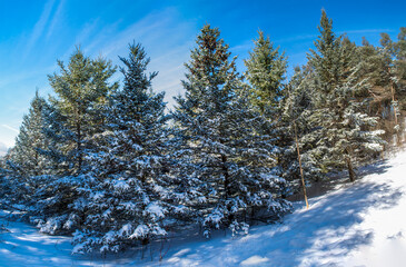 Panorama of winter spruce forest