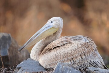 A graceful pelican rests on smooth stones near the riverbank, bathed in warm golden light as the sun sets. Its feathers glisten while nature surrounds this peaceful setting