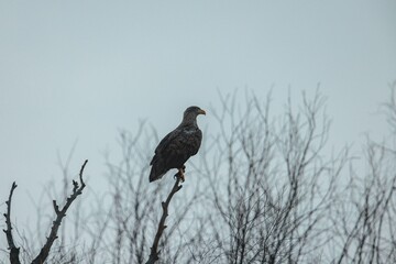 A striking eagle stands proudly on a high branch, surrounded by the stark outlines of leafless trees. The overcast sky adds a serene chill to the wintery atmosphere, highlighting the bird's elegance