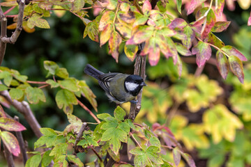 Great Tit (Parus major), Common in Europe and Asia, Photographed in Father Collins Park, Dublin