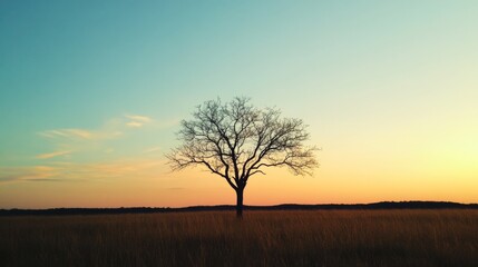 Solitary bare tree silhouetted against a vibrant sunset sky over a field.