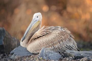 A serene pelican rests comfortably on a rock by the water's edge, bathed in the warm glow of sunset. Its feathers gleam as the sun casts a golden hue on the tranquil landscape