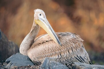 A graceful pelican sits peacefully on a cluster of dark rocks, its feathers ruffled gently by the breeze. The warm light of sunset casts a golden hue, creating an enchanting atmosphere