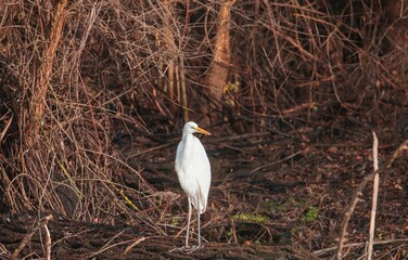 A graceful white bird is poised quietly among a backdrop of tangled branches, basking in the warm glow of the golden hour at a tranquil wetland. Nature's beauty unfolds in harmony