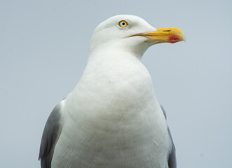 Silbermöwe Portrait Fotografie