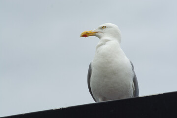 Silbermöwe Portrait Fotografie
