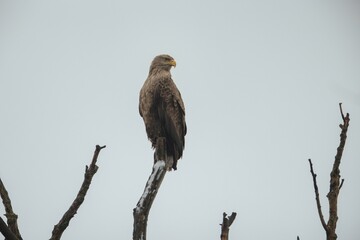 A powerful eagle stands tall on a skeletal branch, keenly observing its surroundings under a gray sky at dawn. Nature's beauty is vividly captured in this tranquil moment