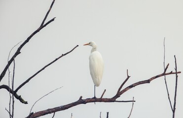 In the early morning light, a graceful white heron stands alone on a slender branch, framed by bare trees and a soft gray backdrop. This tranquil moment captures the essence of nature's quiet beauty