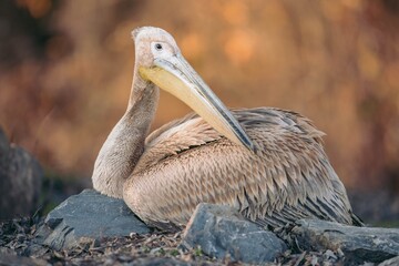 A serene pelican reclines on a bed of rocks, its feathers gently ruffled by the breeze as the warm...