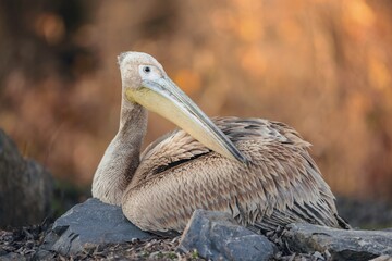 A graceful pelican reclines on rugged stones, its plumage basking in the soft light of dawn. The peaceful nature reserve surrounding it adds a serene backdrop to this moment