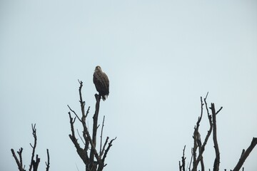 A solitary eagle stands regally on a dry tree branch, silhouetted against an overcast sky. The...