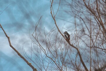 Amidst a tranquil winter landscape, a striking woodpecker stands on slender, leafless branches. The bright blue sky contrasts beautifully with the natural hues of the bird