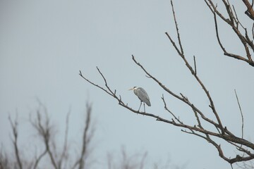 A solitary gray heron stands elegantly on a bare tree branch, its silhouette outlined against a soft, cloudy sky during dawn, embodying tranquility and grace