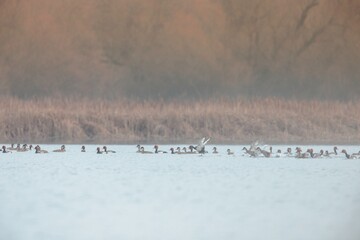 Morning light reflects softly on a serene lake where a diverse gathering of ducks and geese float peacefully. Surrounding reeds dance gently in the breeze