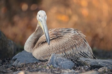 A pelican relaxes gracefully on a rocky surface, surrounded by a serene landscape during the golden hour. Soft hues of sunset illuminate the scene, showcasing its unique features
