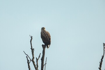 An eagle surveys its surroundings while resting atop a tall, bare tree. The tranquil scene captures the essence of a peaceful morning beneath a bright blue sky