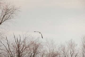 A graceful bird soars high above a tranquil winter scene, with leafless trees reaching towards the sky. The calm atmosphere enhances the beauty of the moment, capturing a sense of freedom