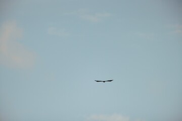 A remarkable bird soars gracefully against a backdrop of soft blue skies, embodying freedom and tranquility in the gentle afternoon light. Nature reveals its beauty